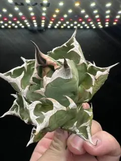 2025年最新】チタノタ 姫厳竜の人気アイテム - メルカリ