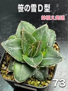 2025年最新】笹の雪 ワイドの人気アイテム - メルカリ