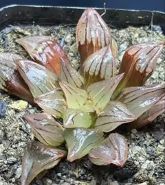 多肉植物 ハオルチア 緋桃オブツーサ錦 鮮明錦 超美品 - メルカリ