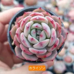 わたし様 リクエスト 3点 まとめ商品