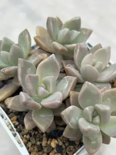 さわみや様 リクエスト 2点 まとめ商品