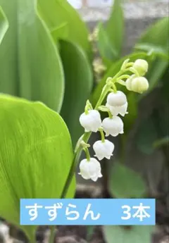スズラン すずらん ドライフラワー 鈴蘭 リース スワッグ 花材