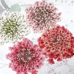 押し花素材＊レースフラワー　大サイズ18