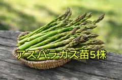 2026年最新】紫アスパラガス苗の人気アイテム - メルカリ