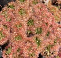 宮田様 リクエスト 5点 まとめ商品