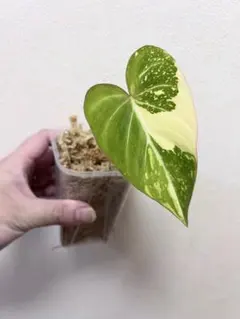 2025年最新】グロリオーサムの人気アイテム - メルカリ