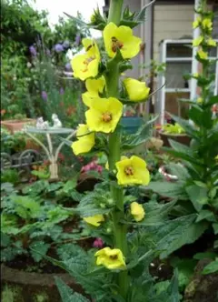 ベアー様 リクエスト 2点 まとめ商品