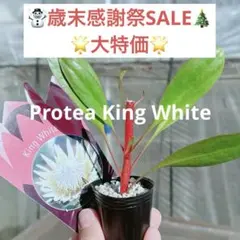 ジャイコ様 リクエスト 2点 まとめ商品