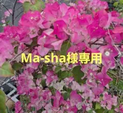 Ma-sha様専用