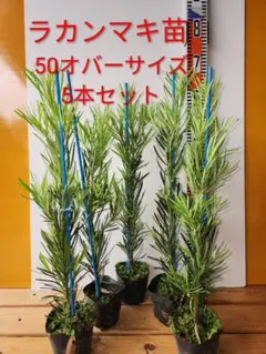 ヘアピンバンクシア リューカデンドロン3号セット オージープランツ
