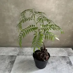 2025年最新】リュウビンタイの人気アイテム - メルカリ