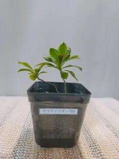 Borllieさま専用。山採りドウダンツツジ。 Borllieさま専用。山採りドウダンツツジ。