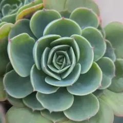 2025年最新】七福神多肉植物の人気アイテム - メルカリ