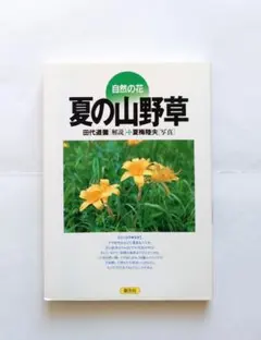 自然の花 夏の山野草