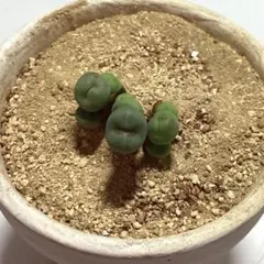 コノフィツム　パゲアエ苗