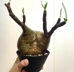 希少植物 玉クバ トックリビロウ 入手困難※ - メルカリ