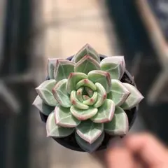 Top【選抜株】多肉植物 360929ブラックローズ錦 24個 鉢無し/脱土