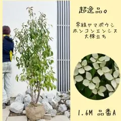 超逸品。常緑ヤマボウシ ホンコンエンシス大株立ち1.9M(鉢底から)品番B