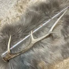 自然な形状の角 約56cm