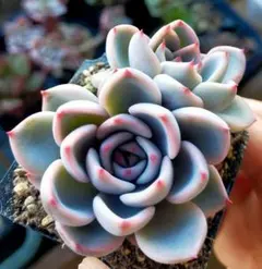 miyaさん ひなの交配✡️つむぎ×ひなの✡️ミヤ苗 命名同士 多肉 抜き苗 miyaさん ひなの交配✡️つむぎ×ひなの✡️ミヤ苗 命名同士 多肉