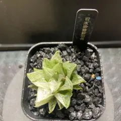 2025年最新】錦やの人気アイテム - メルカリ