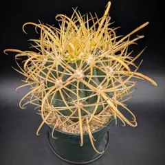 純黄刺 金冠竜 実生 鉢植えメルカリ便送料込み 純黄刺 金冠竜 実生 鉢植えメルカリ便送料込み Yahoo