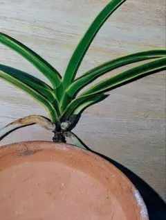 富貴蘭　小野羆 富貴蘭 小野小町 - 「同行蘭風」富貴蘭との夢おい旅