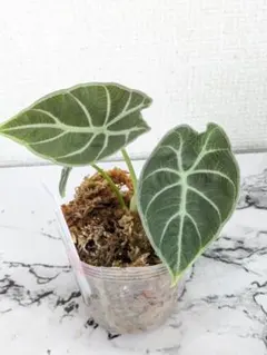 2025年最新】アロカシア ワトソニアの人気アイテム - メルカリ