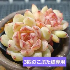 3匹のこぶた様 リクエスト 2点 まとめ商品