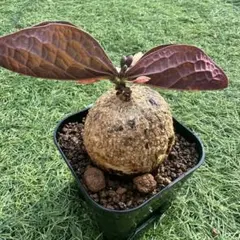 アデニア オバタ Adenia ovata メルカリ便 - メルカリ