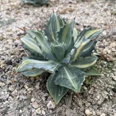 2025年最新】縞斑 アガベの人気アイテム - メルカリ