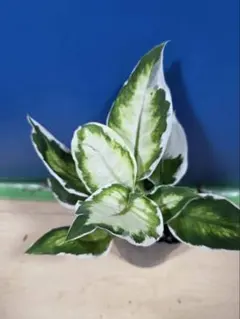 ゆう様 リクエスト 2点 まとめ商品