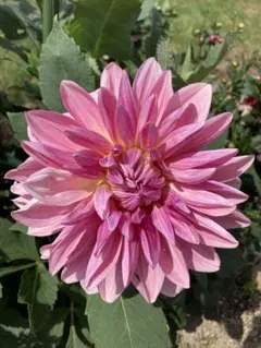 Evergreen様 リクエスト 2点 まとめ商品