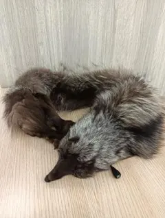 未使用保管品　襟巻き.タヌキマフラー(足付き) 早い者勝ち