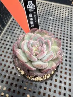 あずき猫様 リクエスト 3点 まとめ商品