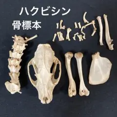 ハクビシンの骨　頭骨 骨格標本
