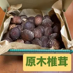 収穫日出荷！原木椎茸シイタケ高知県産 新鮮 生しいたけ - メルカリ