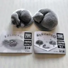 まぶしいにゃん　あんもにゃいと２　黒猫