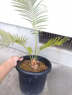 2026年最新】サイカス タイシルバーの人気アイテム - メルカリ