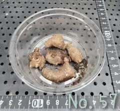 ☆２点でお得　オカワカメ　(No.57)　栽培用 むかご・苗