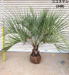 ココスヤシ　シルバーリーフ高さ130cm 幹回り50cm 幹高110cm m*a様 ココスヤシシルバーリーフ【極太】葉先140cm幹回り60cm 幹高