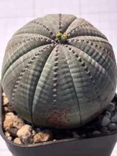 b77 特選 ユーフォルビア オベサEuphorbia obesa特大株木質化のサムネイル