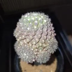 2025年最新】Eriosyceの人気アイテム - メルカリ