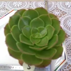 せみせみ様 リクエスト 2点 まとめ商品