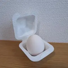 リアル卵サンプル