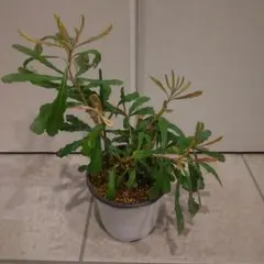 2025年最新】バンクシア コーストの人気アイテム - メルカリ