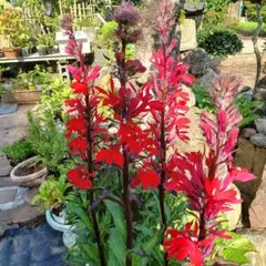 アルる様 リクエスト 3点 まとめ商品