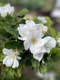 チイ様 リクエスト 2点 まとめ商品