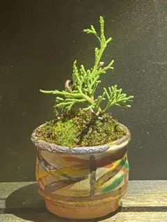 盆栽　糸魚川真柏　山木　文人　双幹 2025年最新】糸魚川真柏の人気アイテム - メルカリ