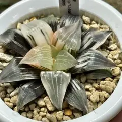 くぅ♡様専用 ハオルチア 朝焼け 大きめ子株 発根活着済み - メルカリ